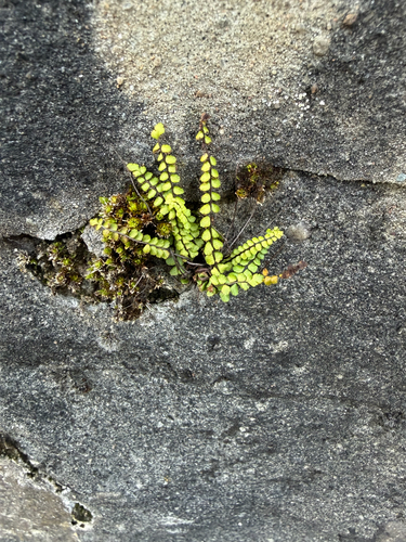 maidenhair spleenwort