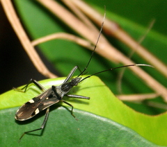 Narbo biplagiatus
