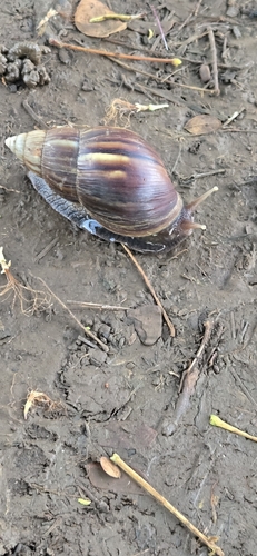 Lissachatina fulica observed 2026-10-03