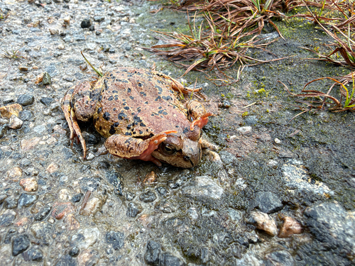 European Common Frog