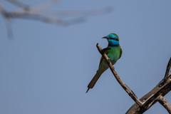 Merops cyanophrys