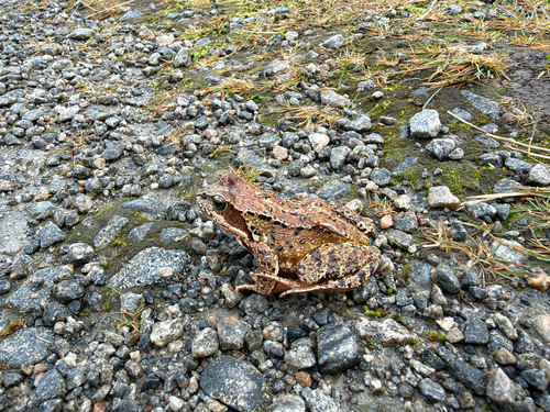 European Common Frog