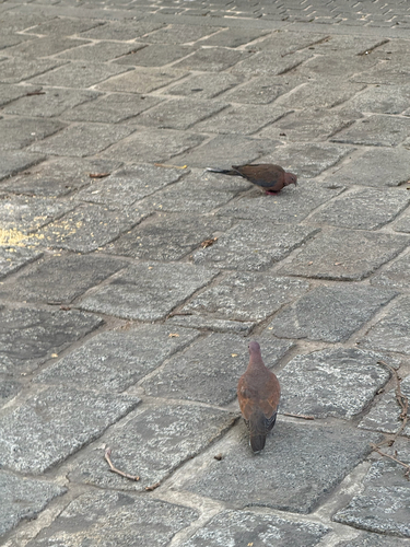 Laughing Dove