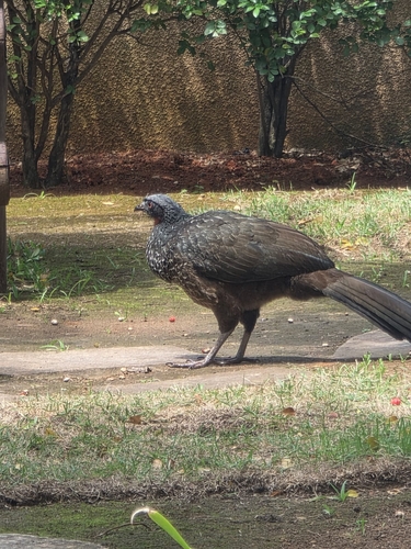 Dusky-legged Guan