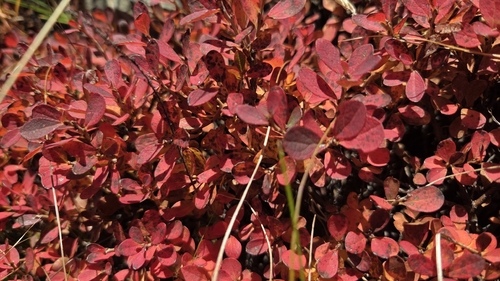 bog bilberry