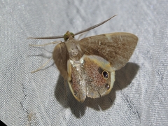 Opisthoxia formosante