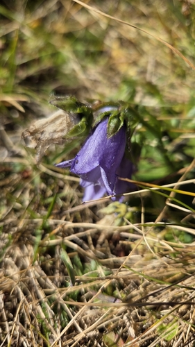 Bearded Bellflower