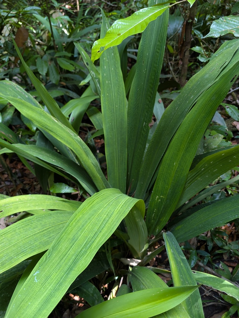 Rapatea ulei