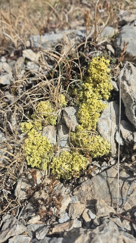 Vulpicida juniperinus, 2026-09-23
