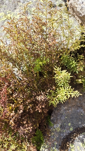 parsley fern