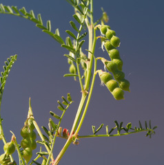 Vicia ervilia