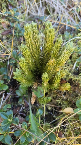 northern firmoss