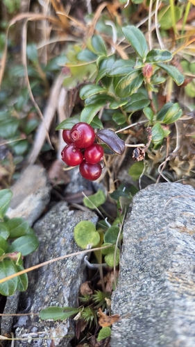 Lingonberry