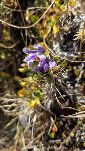 Fairy Primrose