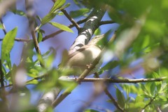 Acrocephalus dumetorum