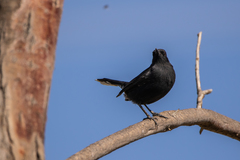 Cercotrichas podobe
