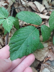 Rubus hirtus