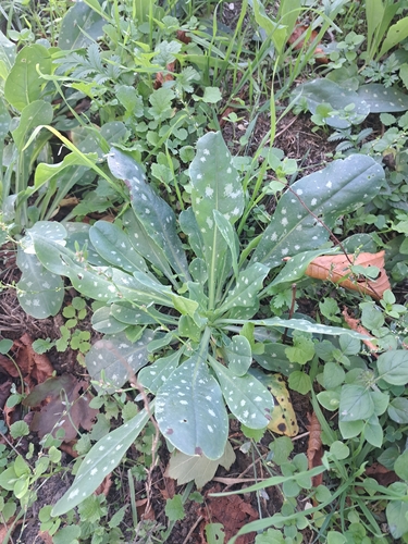 Cerinthe minor observed 2026-10-03
