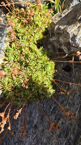 Musky Saxifrage