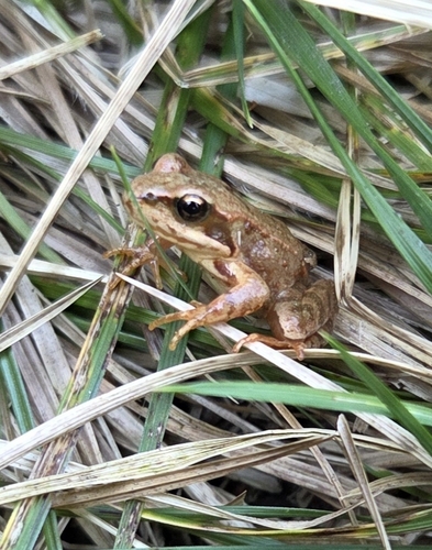 European Common Frog