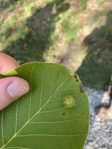 Walnut Blister Mite