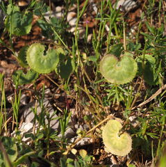 Medicago radiata