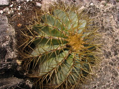 Ferocactus glaucescens