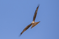 Milvus migrans migrans