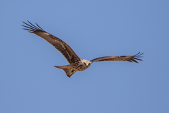 Milvus migrans migrans