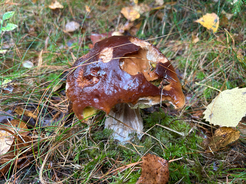 King Bolete