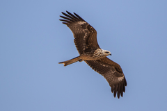 Milvus migrans migrans