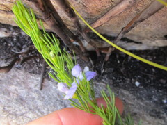 Psoralea laevigata