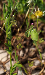 Vicia orientalis