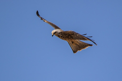 Milvus migrans migrans