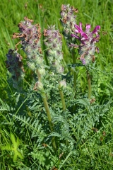Pedicularis dasystachys
