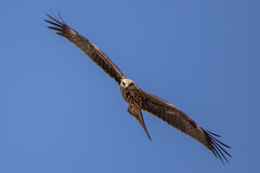 Milvus migrans migrans