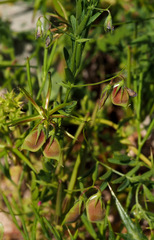 Vicia orientalis