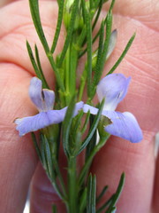 Psoralea laevigata