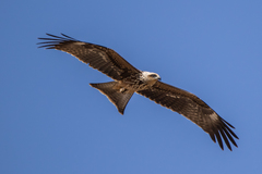 Milvus migrans migrans