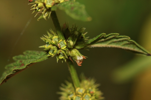 European water-horehound