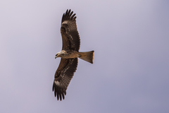 Milvus migrans migrans