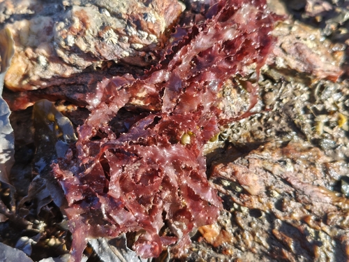 Cryptopleura observed 2026-10-03