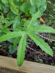 Filipendula rubra