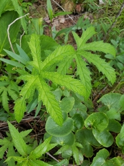 Filipendula rubra