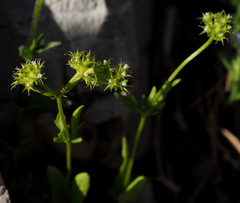 Valerianella dactylophylla