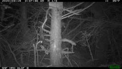 Glaucomys oregonensis