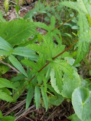 Filipendula rubra