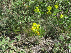 Thermopsis lanceolata