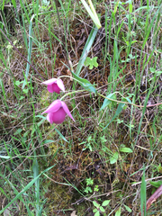Calochortus amoenus