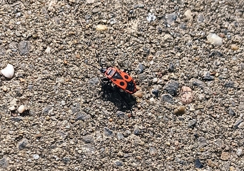 European Firebug